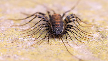 Wallpaper thumb: Australian House Centipede